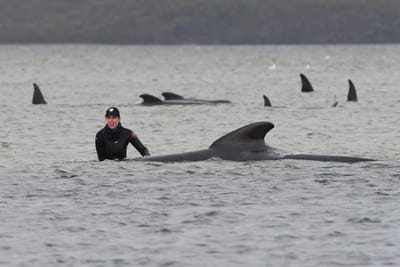 Cerca de 270 baleias estão encalhadas numa área remota da Tasmânia - TVI