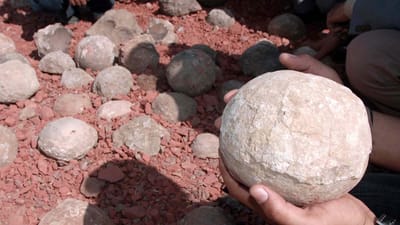 Ovos de dinossauros com 68 milhões de anos descobertos nos Pirenéus - TVI