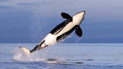Espanha proíbe prática de vela em parte da costa devido a incidentes com orcas - TVI