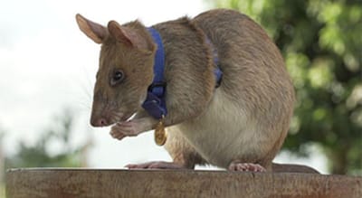 Rato gigante recebe medalha de ouro "por bravura" e salvar vidas - TVI