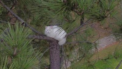 Bombeiros salvam gata que esteve cinco dias no topo de um pinheiro - TVI