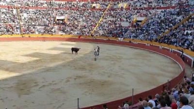CDS acusa DGS de impedir corridas de touros em Santarém sem justificação - TVI