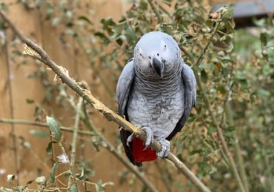 Jardim zoológico obrigado a separar grupo de papagaios que insultava clientes - TVI