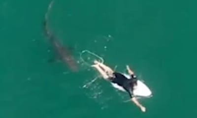 VÍDEO: drone salva surfista profissional de tubarão - TVI