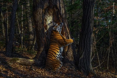 Estas são as melhores fotografias de vida selvagem do ano - TVI