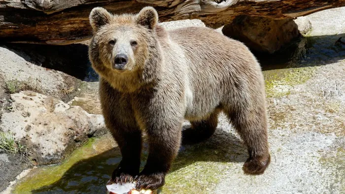 Era só uma partida entre amigas. Acabou com a população assustada, a polícia à caça de um urso e uma multa