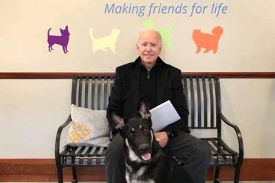 Major, o pastor alemão de Biden que se vai tornar no primeiro cão adotado a viver na Casa Branca - TVI