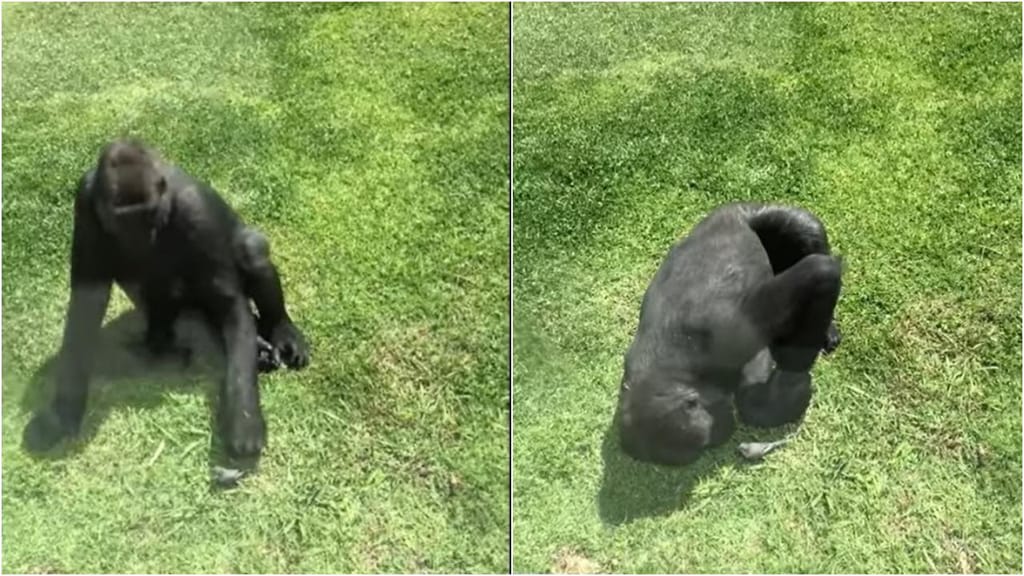 Gorila tenta ajudar pássaro ferido
