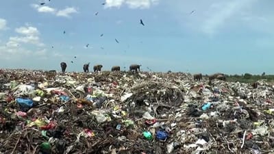Dezenas de elefantes filmados a comer lixo em aterro sanitário - TVI