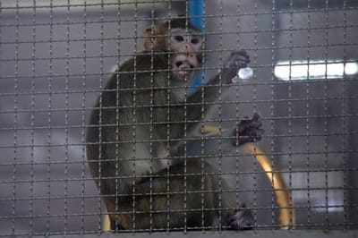 Dois macacos resgatados em Portugal enviados para santuário nos Países Baixos - TVI