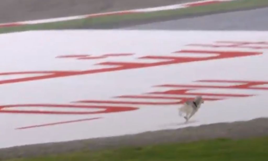 Cão invade pista na FP2 do GP do Bahrein em Fórmula 1