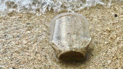 Moluscos são os animais marinhos mais contaminados por microplásticos - TVI