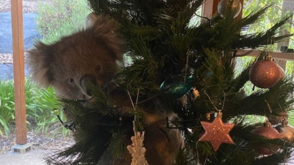 Austrália: coala invade casa e pendura-se na árvore de Natal