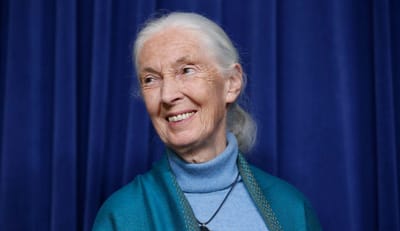 "Como espécies, estamos mesmo condenados", diz Jane Goodall - TVI