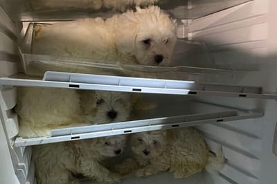 Polícia alemã resgata cães bebés escondidos em frigoríficos - TVI