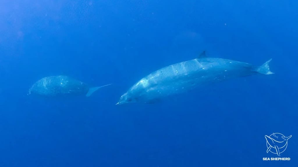 Cientistas podem ter descoberto nova espécie de baleia
