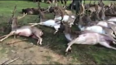Morte de mais de 500 animais em montaria na Azambuja gera onda de indignação - TVI