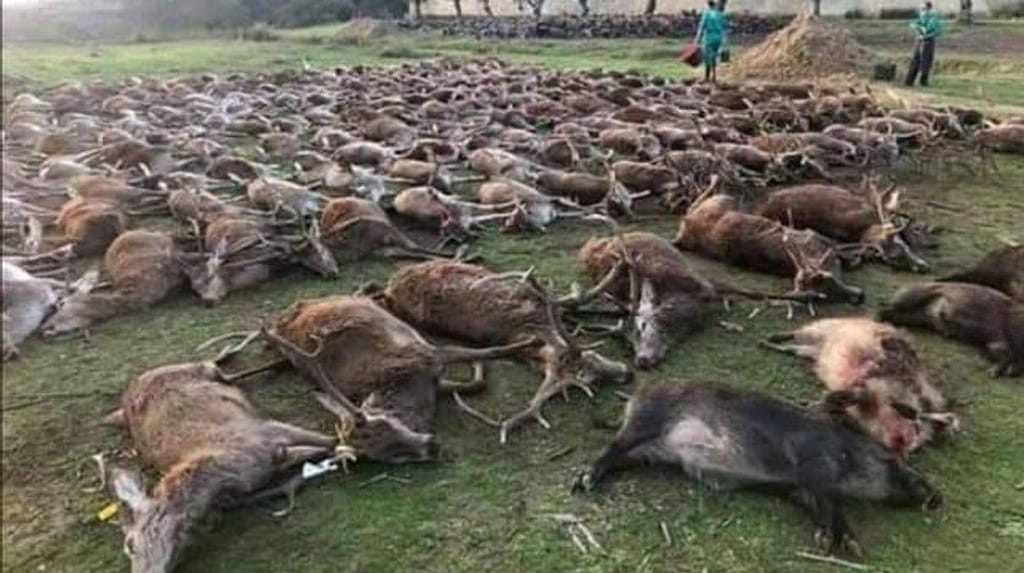 Imagens da morte de mais de 500 animais durante montaria na Azambuja cria indignação