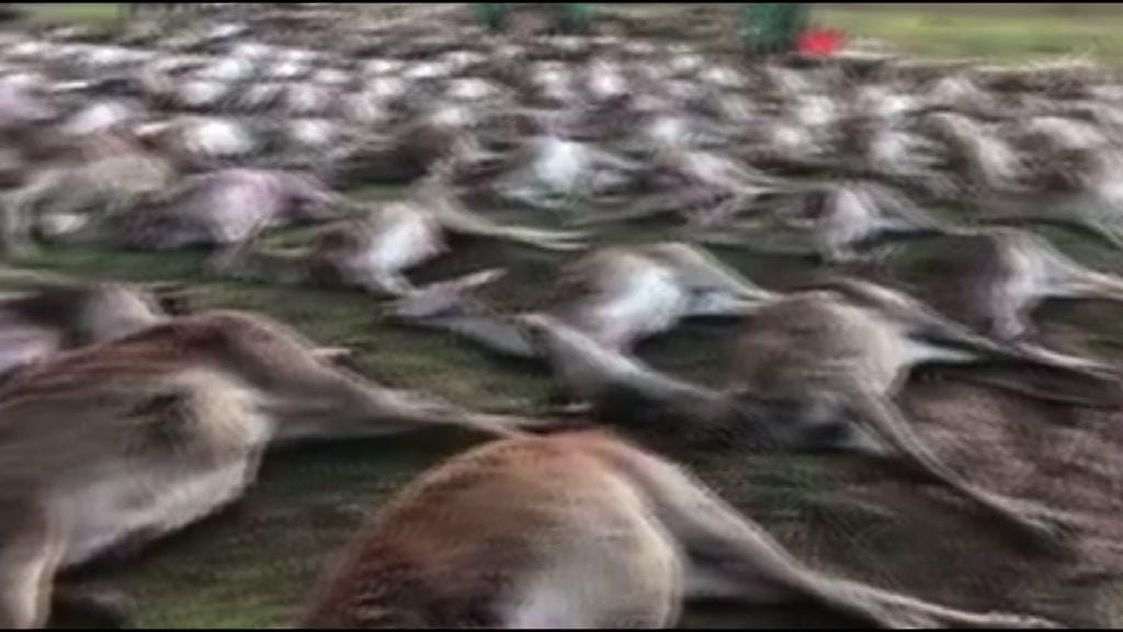 Ministro "chocado" com morte de 540 animais