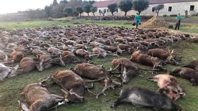 Ambientalistas dizem que "massacre" de 540 animais foi "perturbador" e justifica revisão da Lei da Caça - TVI