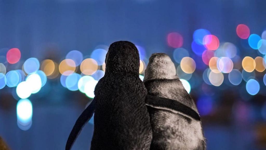 Pinguins abraçam-se em fotografia galardoada