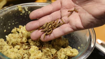 Larva-da-farinha aprovada para consumo alimentar na União Europeia - TVI