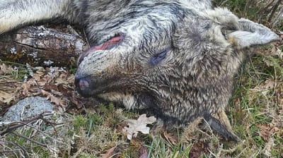 Ministério Público investiga a morte de dois lobos em Montalegre e Bragança - TVI