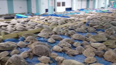 Milhares de tartarugas salvas de vaga de frio - TVI
