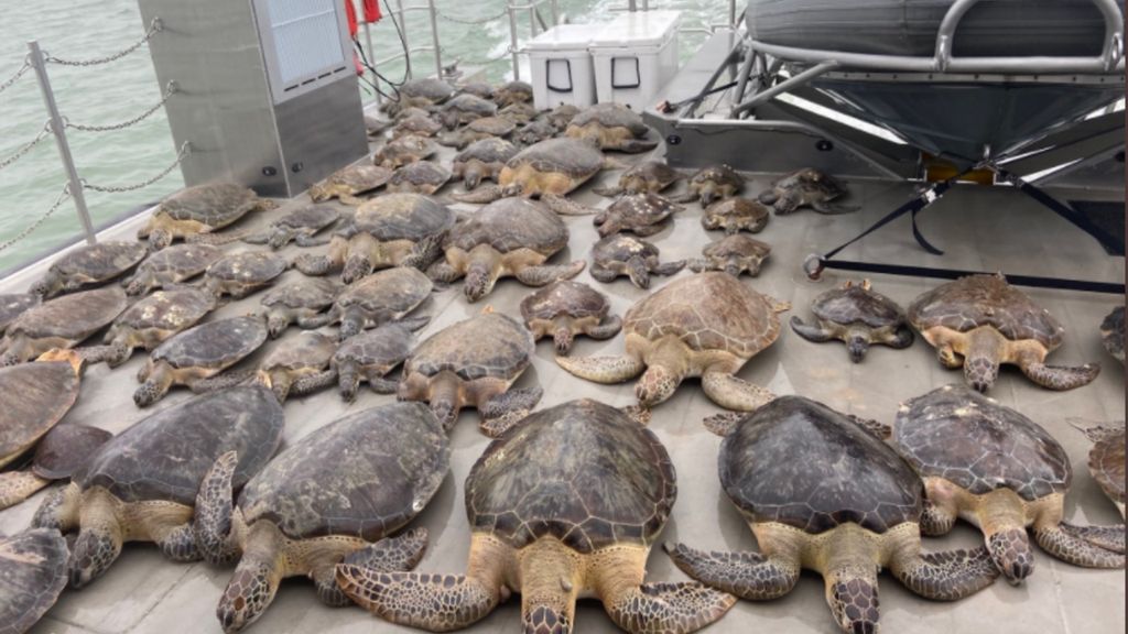 Tartarugas resgatadas das águas geladas no Texas