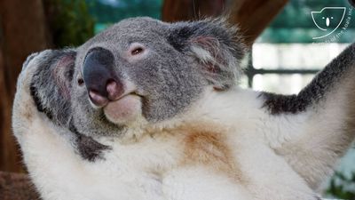 Vídeo: a história do dentista que fez com que um coala bebé voltasse a andar - TVI