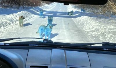 Misterioso grupo de cães azuis encontrado perto de fábrica abandonada - TVI