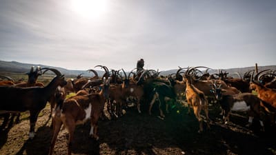 Criadores da serra do Alvão seguem pelo telemóvel cabras e vacas com coleiras GPS - TVI