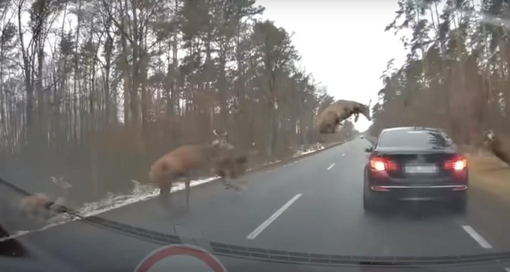 Veados invadem estrada na Polónia (reprodução YouTube «Stop Cham»)