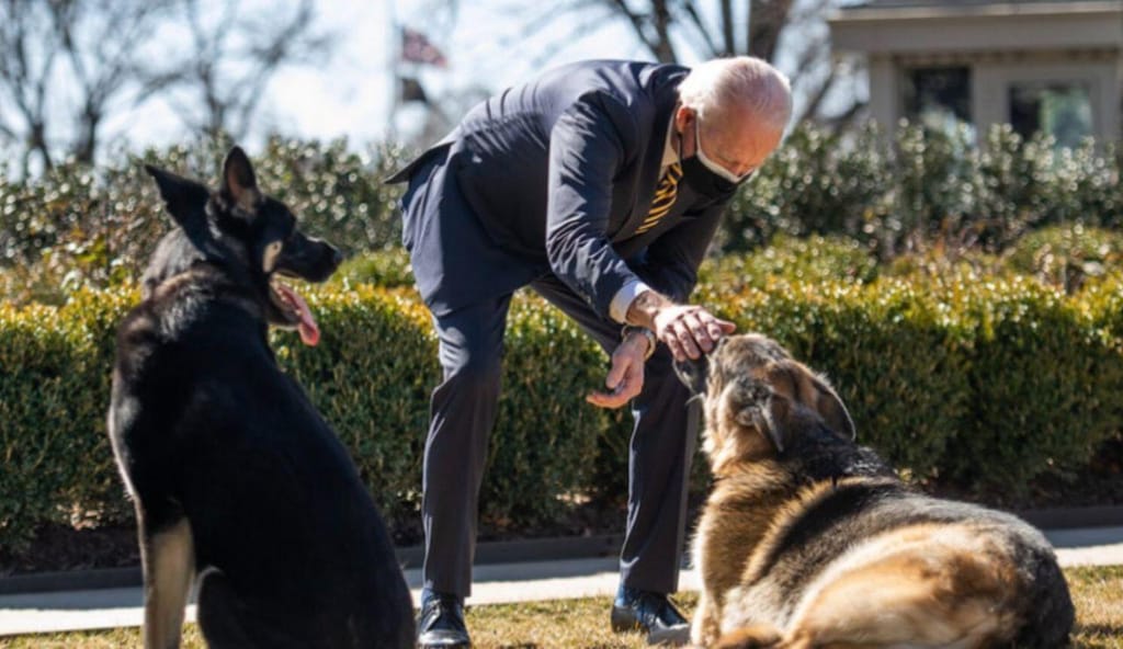 Champ e Major, os cães de Biden