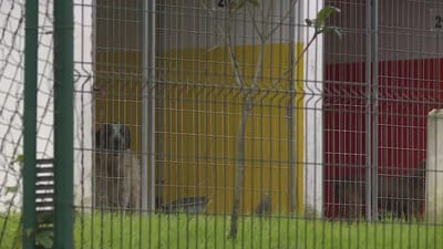 Canil de Ponta Delgada acusado de maltratar os animais - TVI