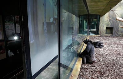 Estes chimpanzés também contactam com a família por Zoom - TVI