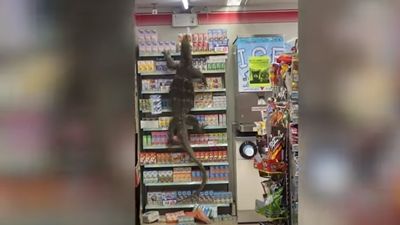 Lagarto gigante lança o pânico ao trepar prateleiras de um supermercado - TVI
