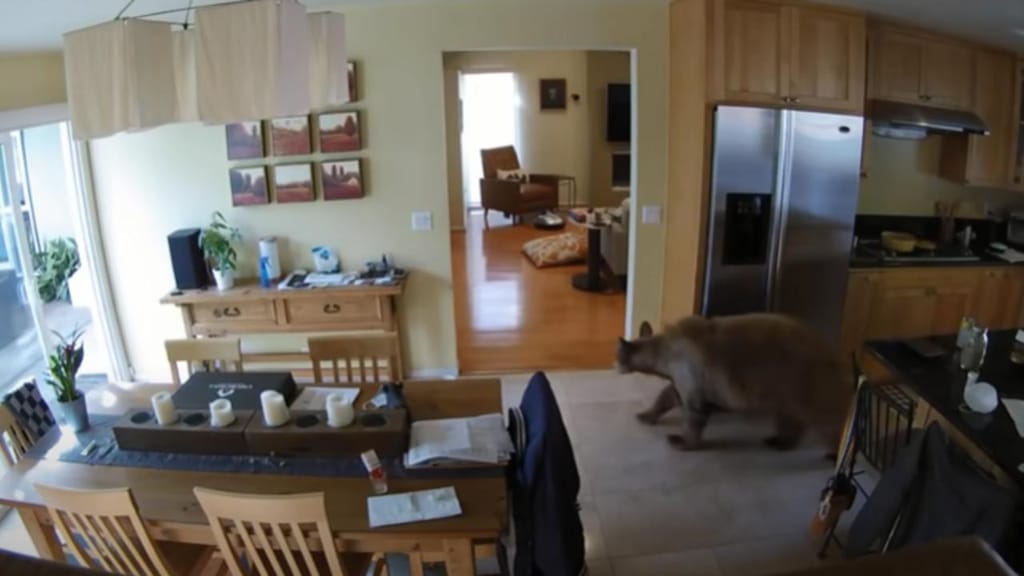 Urso invade casa