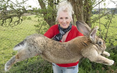Alguém roubou "o maior coelho do mundo" - TVI