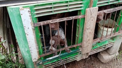 GNR resgata 25 cães de canil ilegal, metade eram crias - TVI