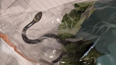 Casal encontra cobra venenosa num saco de alface do supermercado - TVI