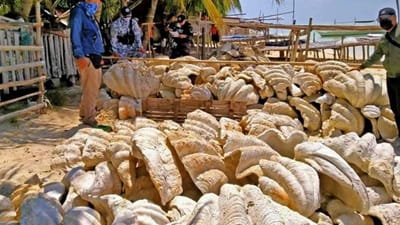 Autoridades filipinas apreendem 200 toneladas de conchas gigantes - TVI