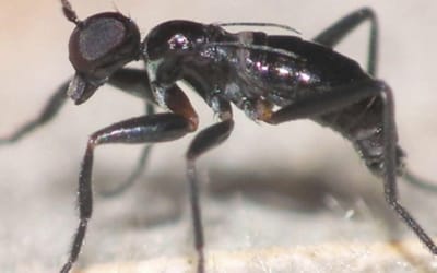 Descobertas quatro novas espécies 'ibéricas' de moscas-formiga, uma delas só existe em Portugal - TVI