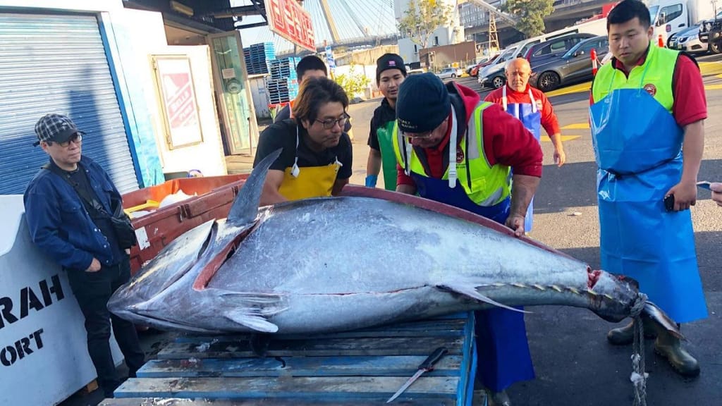 Atum com 271 kg pescado na Nova Gales do Sul