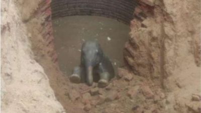 Índia: elefante bebé resgatado após queda em poço de nove metros - TVI
