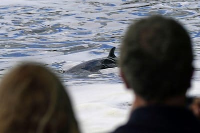 Corpo de baleia levado pela maré em Albufeira encalhou em Silves - TVI