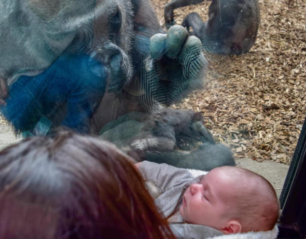 Gorila interage com bebé
