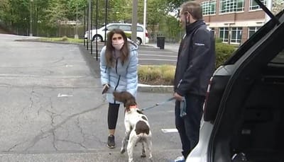 Repórter encontra cão roubado (e o ladrão) quando filmava reportagem sobre cão roubado - TVI