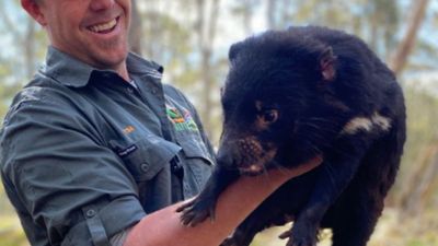 Três mil anos depois, voltam a nascer diabos-da-Tasmânia na Austrália - TVI