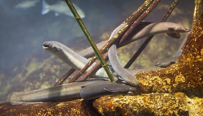 Apanhado com quase dois quilos de enguia proibida na Nazaré - TVI
